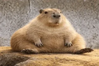 Sticker 🌟 Jdribblecapyfnf :: @fStikBot