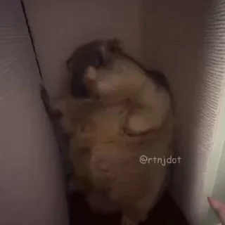 Video sticker 🌟 Jdribblecapyfnf :: @fStikBot