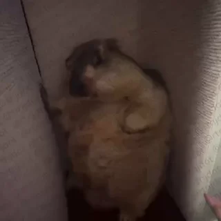 Video sticker 🌟 Jdribblecapyfnf :: @fStikBot