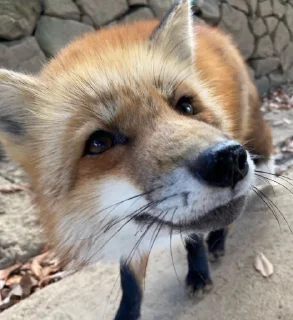 Video sticker 🙂 Foxes by @foxcorelisy