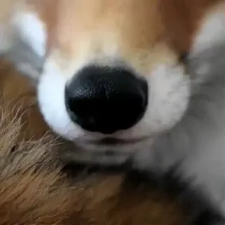 Video sticker 😋 Foxes by @foxcorelisy