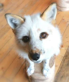 Video sticker 🥺 Foxes by @foxcorelisy