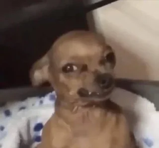 Video sticker 🌟 zapackpt4 :: @fStikBot