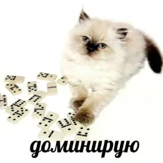 Telegram sticker 🐱 EkaterinaSh_official :: @fStikBot