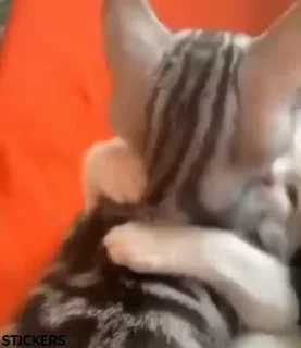 Video sticker 🥰 Atii  @Myidtelgram