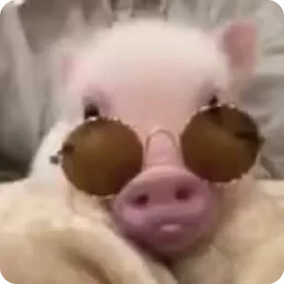 Video sticker 🐽 Miss kkk :: @fStikBot