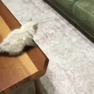 Телеграм стикер 🐈 🐈 Cats (@TodorokiShouto)