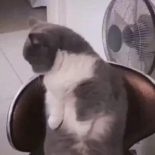 Телеграм стикер 🐈 🐈 Cats (@TodorokiShouto)