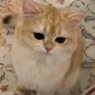 Телеграм стикер 🐈 🐈 Cats (@TodorokiShouto)