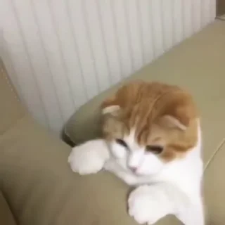 Телеграм стикер 🐈 🐈 Cats (@TodorokiShouto)