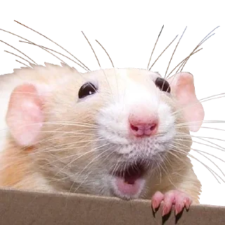 Телеграм стикер 😮 Vermin Pride