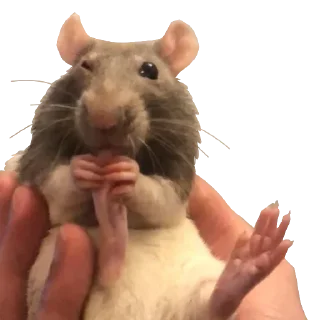 Video sticker 😘 Vermin Pride