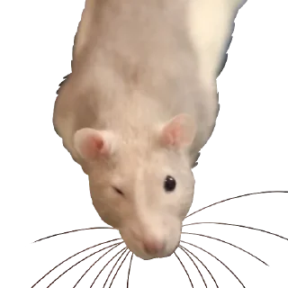 Video sticker 😜 Vermin Pride