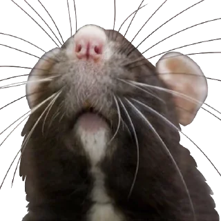 Телеграм стикер 🐽 Vermin Pride