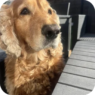 Sticker 🐶 C'est mon lot on touche pas à mon lot c'est à moi