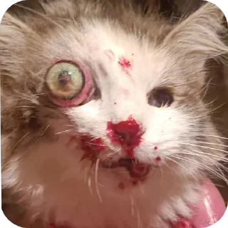 Video sticker 🐱 C'est mon lot on touche pas à mon lot c'est à moi