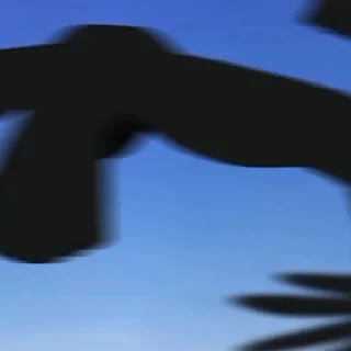 Video sticker 🫣 эксперименты лэйн @lilmuurkka :: @fStikBot