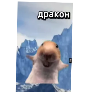 Video sticker 🐶 друн