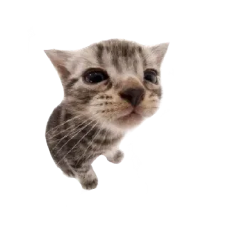 Телеграм стикер 🐱 Снежана кекс