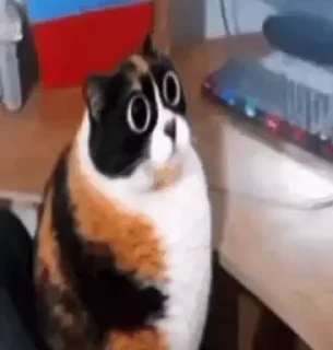 Video sticker 😨 Злые птички и неаккуратные акулы
