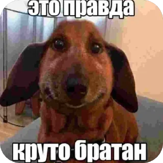 Telegram sticker 🫥 Злые птички и неаккуратные акулы