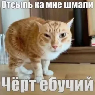 Telegram sticker 🥵 Злые птички и неаккуратные акулы