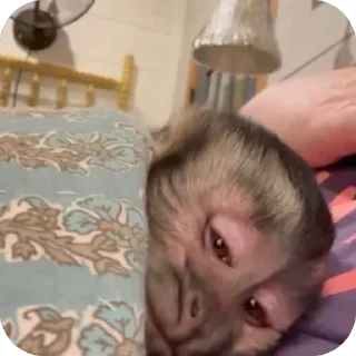 Telegram sticker 🫥 mama co @keeeeeeeelly