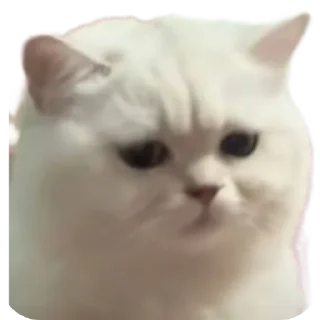 Telegram sticker 🙁 idk:3