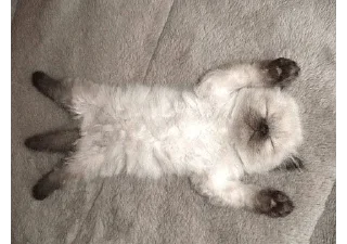 Video sticker 😴 Муся это ты? :: @fStikBot