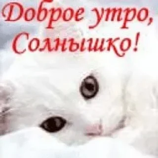 Sticker ☀️ Муся это ты? :: @fStikBot