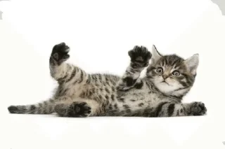 Video sticker ❤️ Муся это ты? :: @fStikBot