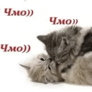 Telegram sticker 💋 Муся это ты? :: @fStikBot