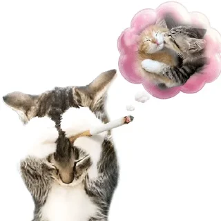 Telegram sticker ❤️ Муся это ты? :: @fStikBot