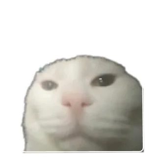 Video sticker 🐱 Dustw0rn.core