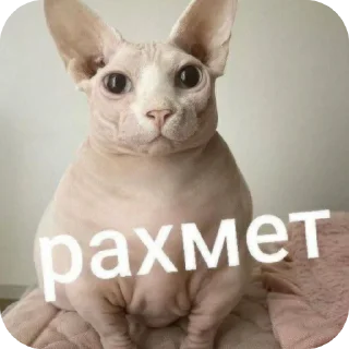 Telegram sticker 🐱 рахметы @rahmet_sila_chat_mogila