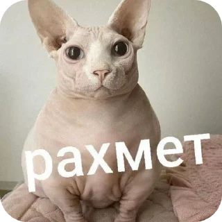 Telegram sticker 🐱 рахметы @rahmet_sila_chat_mogila