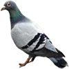 Video sticker 🕊 cwtexs :: @fStikBot
