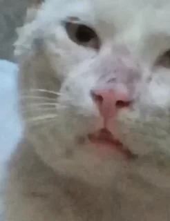 Video sticker 😦 meme cat ( @uon_x)