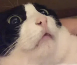 Video sticker 😦 meme cat ( @uon_x)